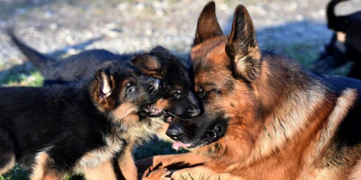 Five Laws That Will Aid With The German Shepherd Puppies For Sale Austria Industry