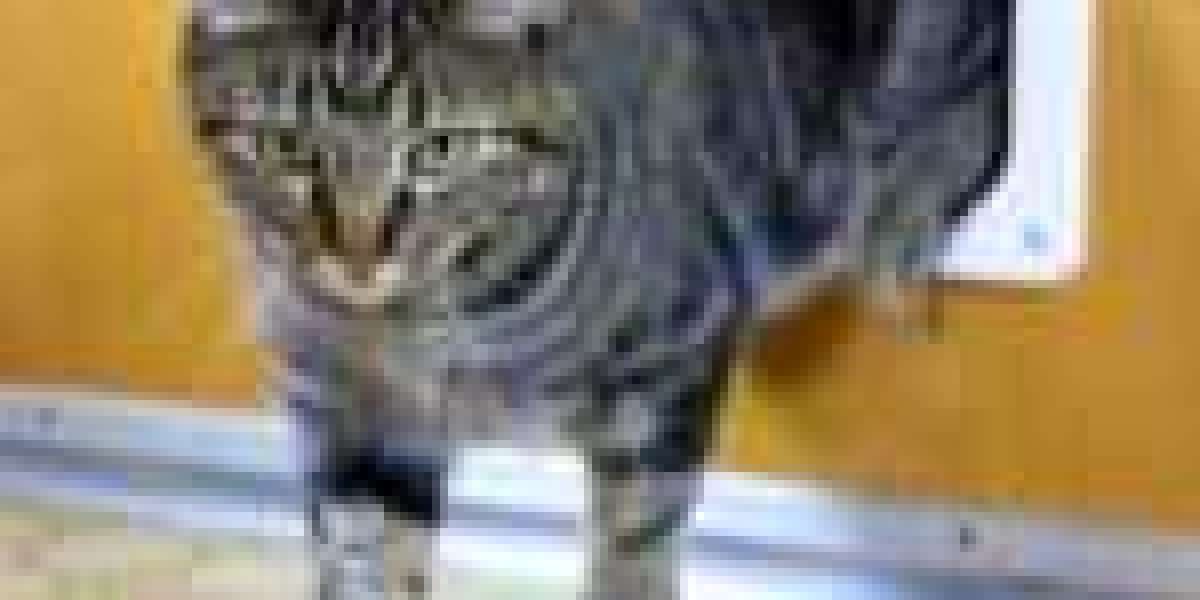 15 Reasons You Shouldn't Be Ignoring Cat Flap Installer
