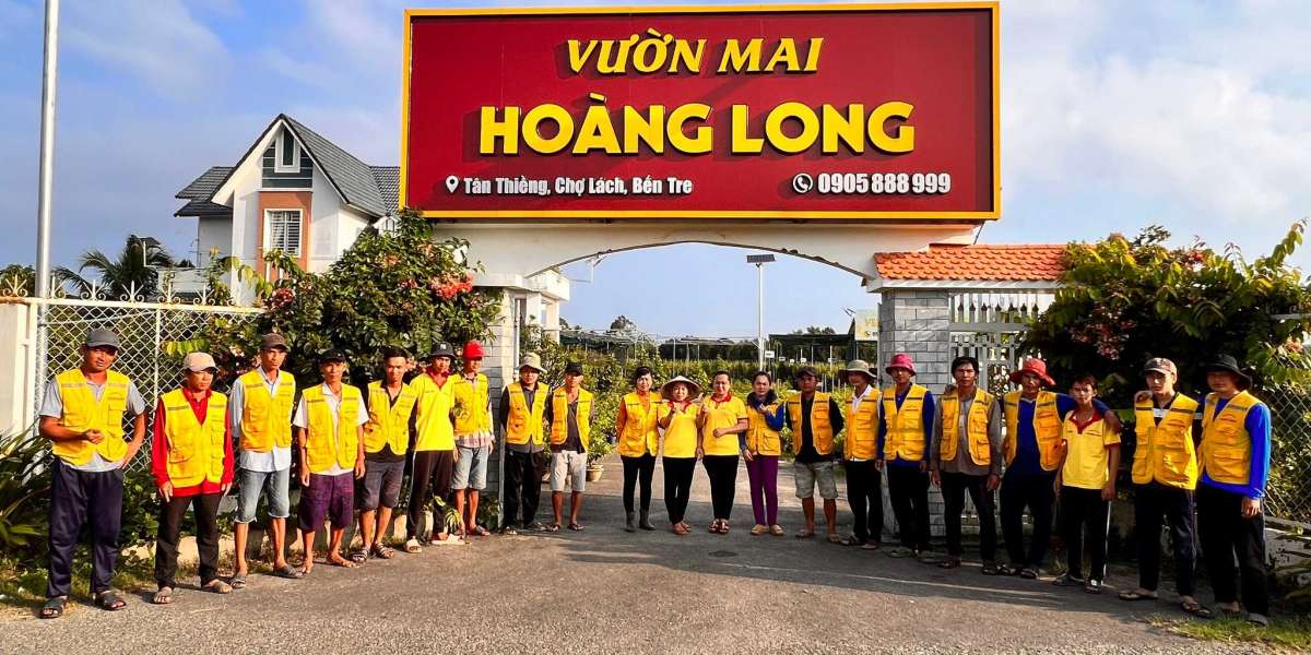 Cận Tết, thị trường mai vàng vẫn ảm đạm, nhà vườn trông chờ khách hàng