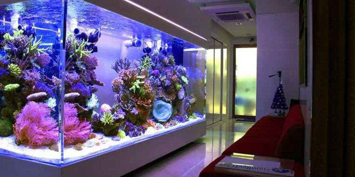 Complete Guide for Every Aquarium Hobbyist: Tips, Care, and Joy