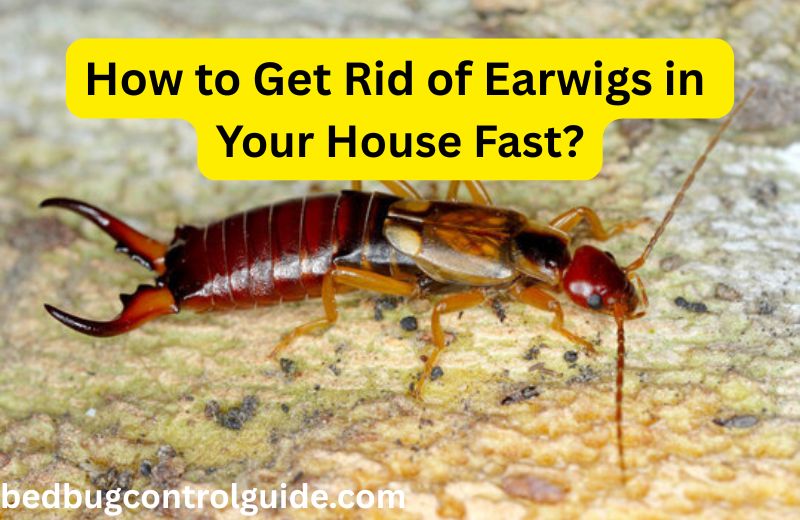 Are Earwigs Dangerous or Poisonous to Humans and Dogs?