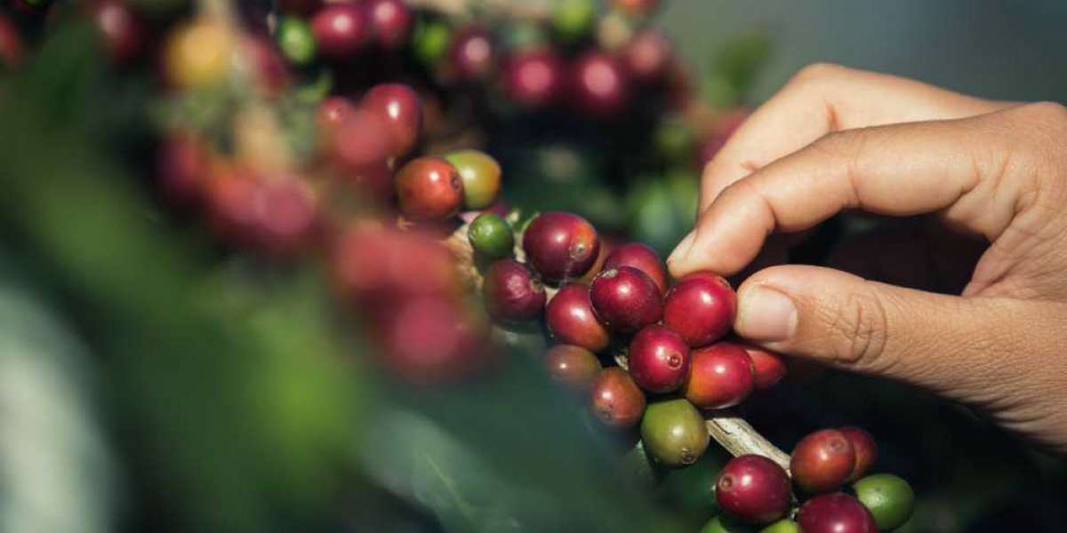 Why Coffee Beans from Guatemala Are Among the Finest in the World