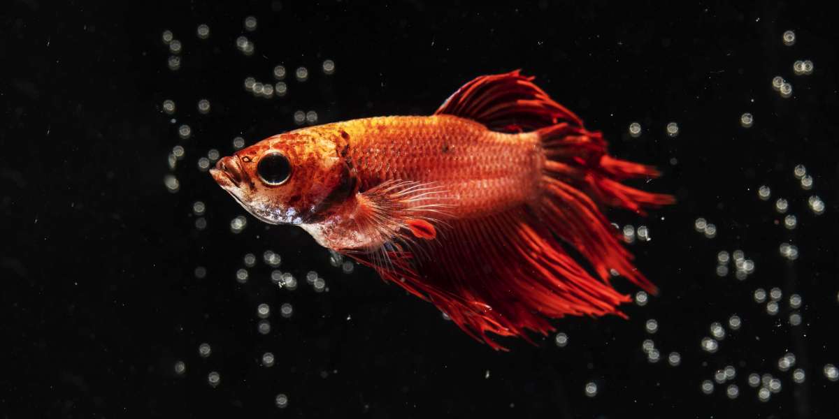 Using Fish Tags for Endangered Species Monitoring: A Deep Dive into Conservation Technology