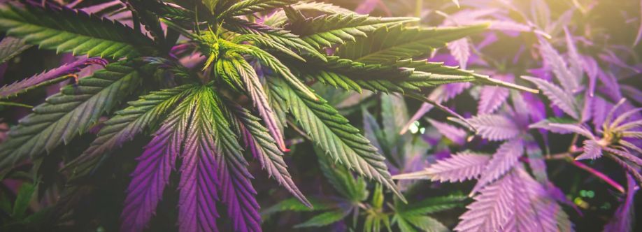 Green Life Cannabis Cover Image