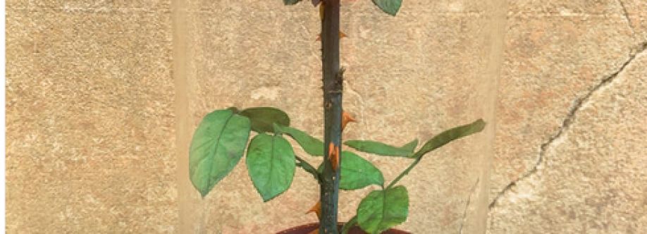 bountiful garden Cover Image