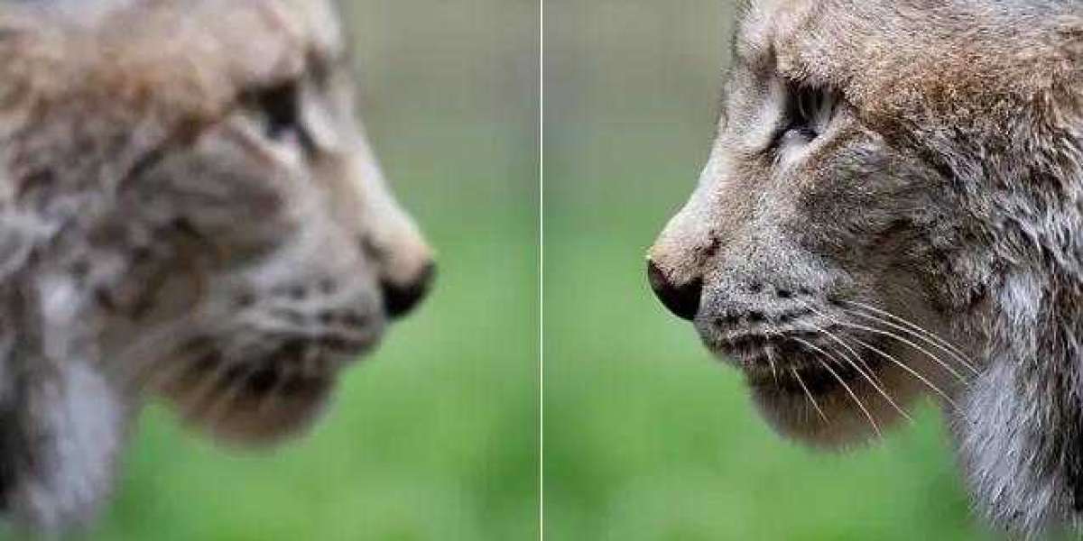 From Pixelated to Perfect: The Evolution of Image Enhancer Tools