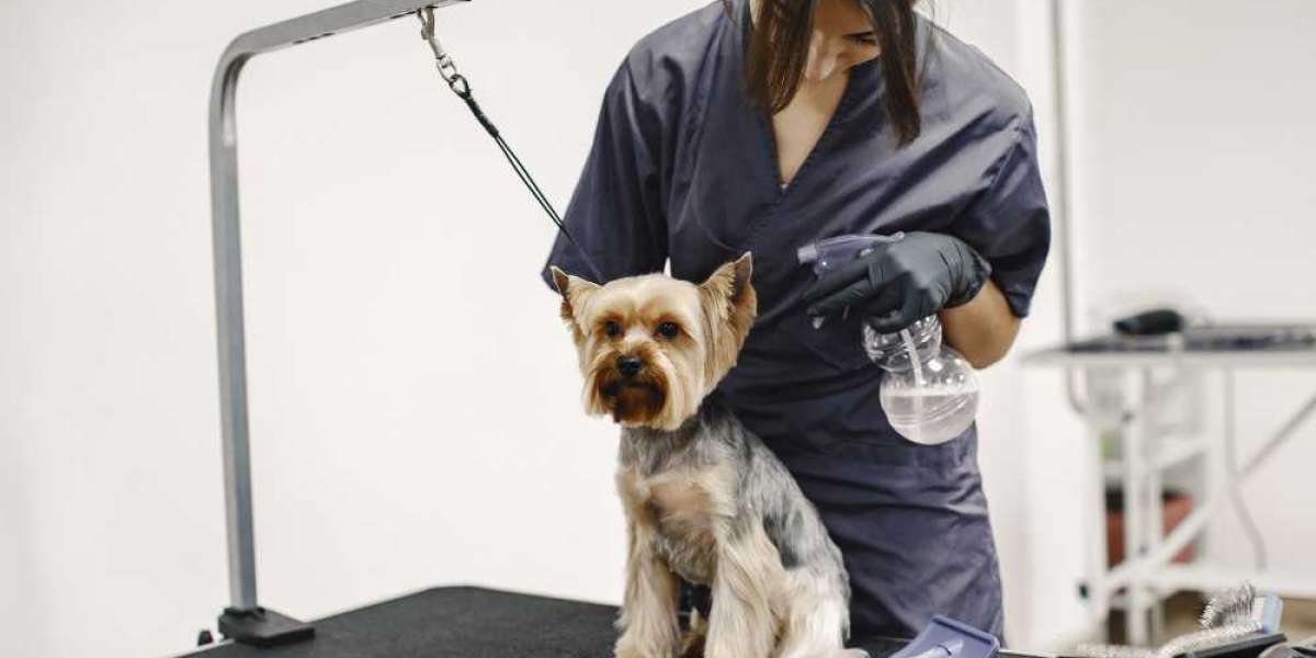 Why is Dog Grooming West Palm Beach Florida Important for Every Dog Owner?