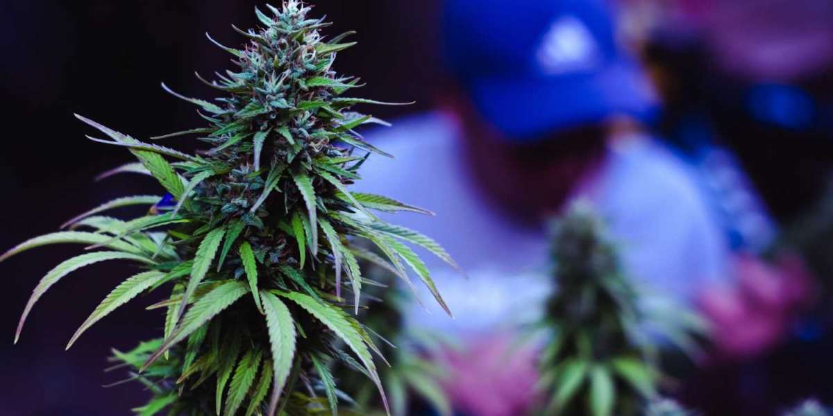 Why Locals Love Their Favorite Franklin NJ Dispensary