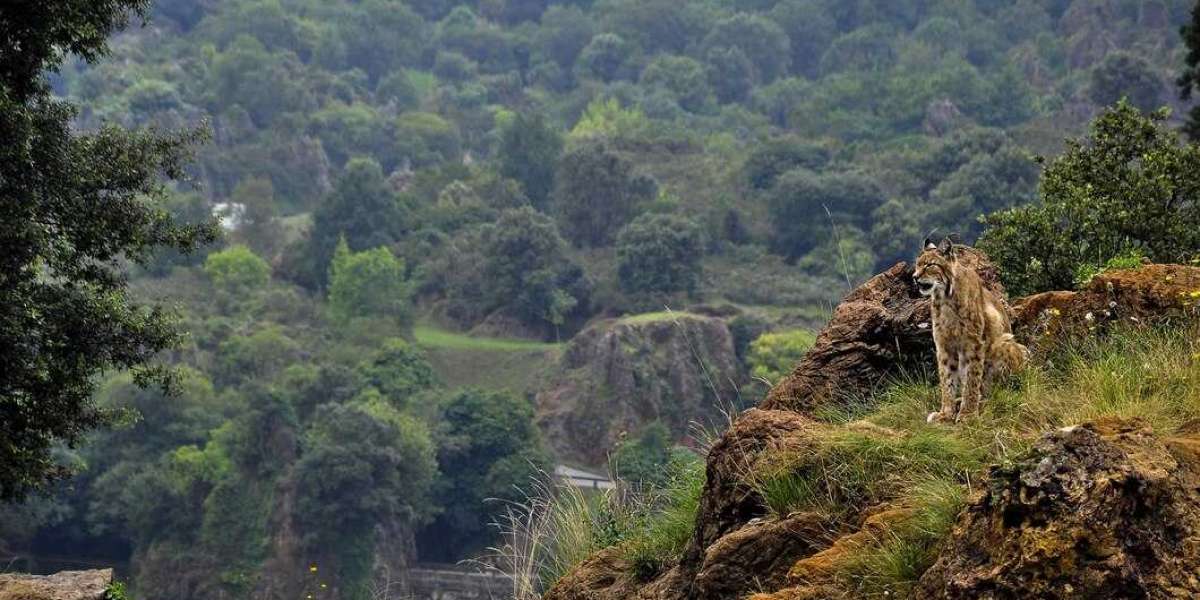 Journey into the Amazon: A Four-Day Adventure from Cusco