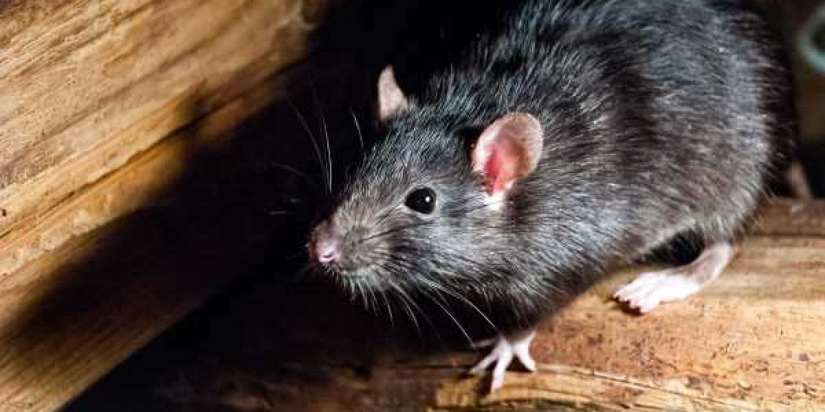 Effective Rats Removal and Rodent Control Services Across Melbourne