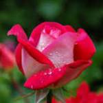 Esha Chanda Profile Picture