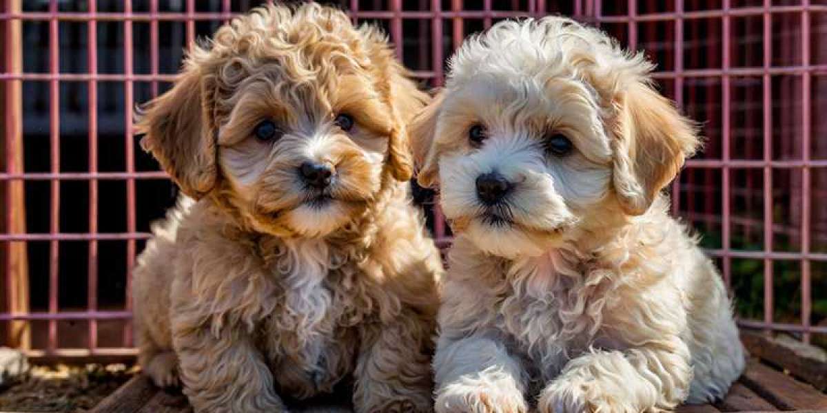 Maltipoo Size