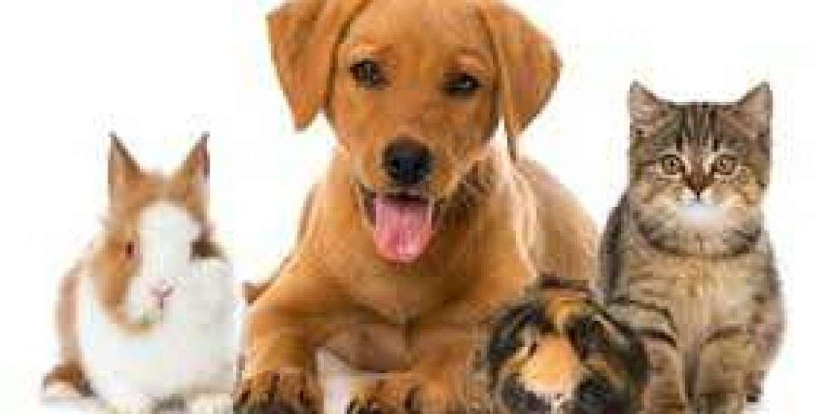 Pets : Finding a Balance in Your Lifestyle