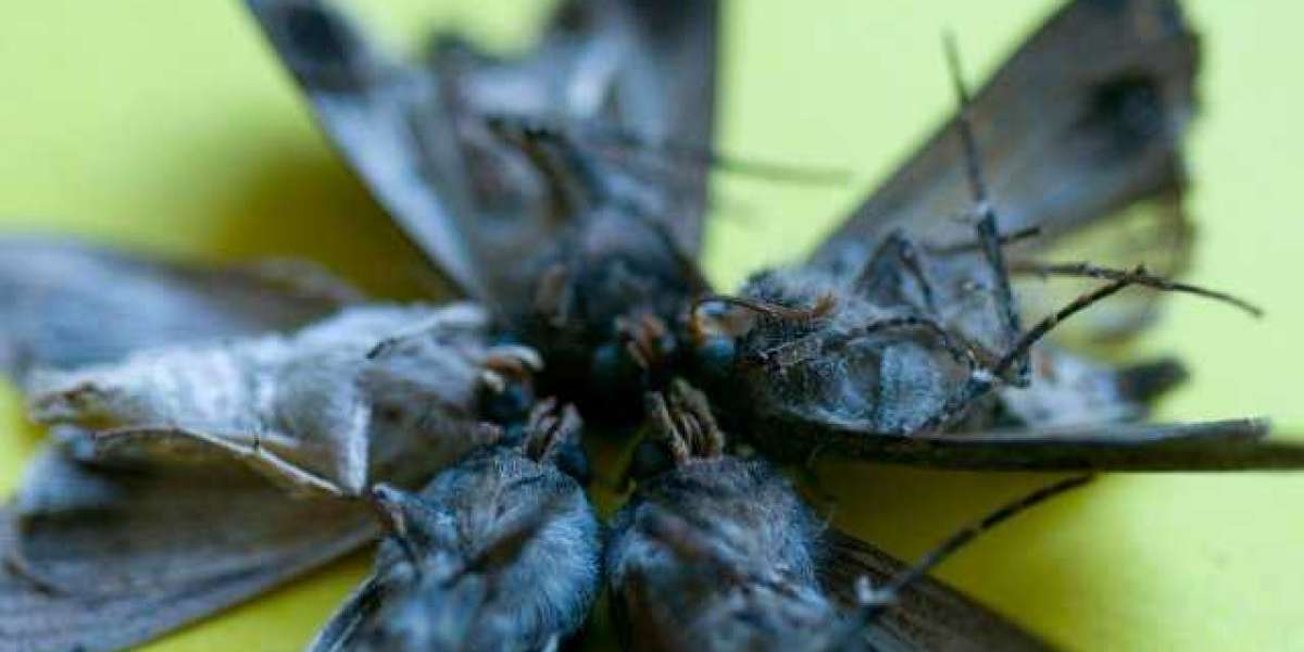 Die wichtigsten Fakten, die du über Wachstumshormone wissen musst