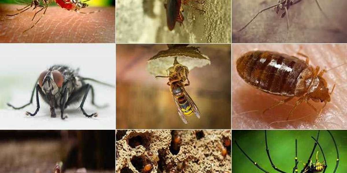 Reliable Pest Control Services Melbourne for Homes and Businesses