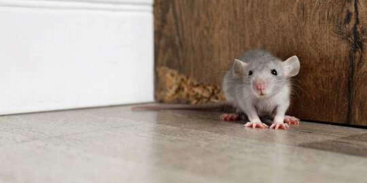 How Rodent Control in Bethpage NY Protects Your Home