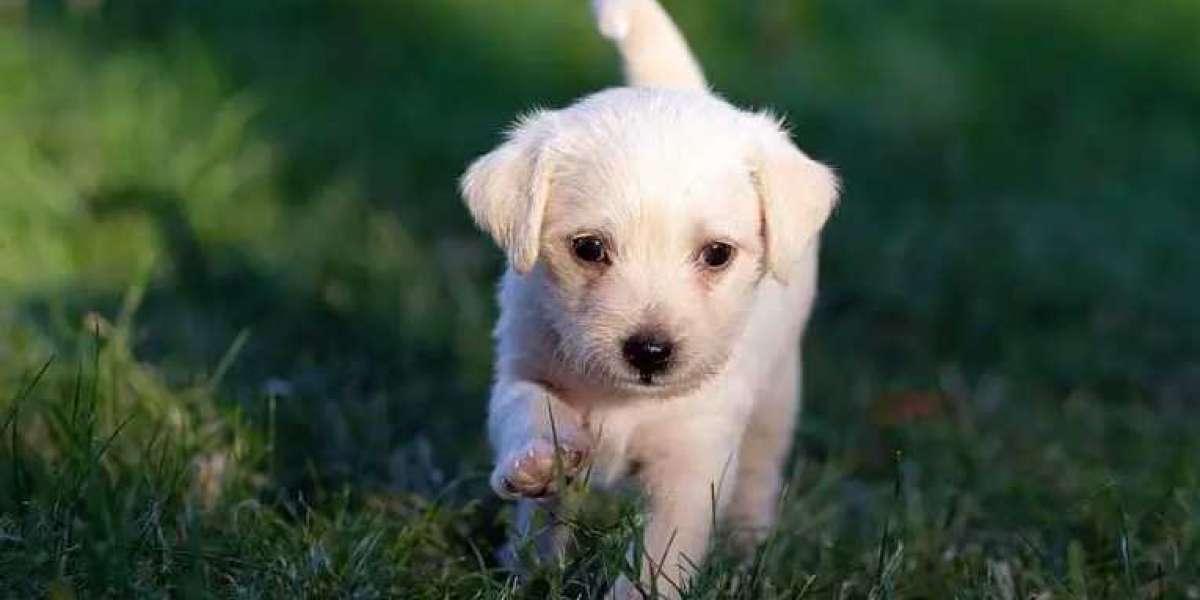 Effective & Positive Dog Training Australia | Master of Puppies