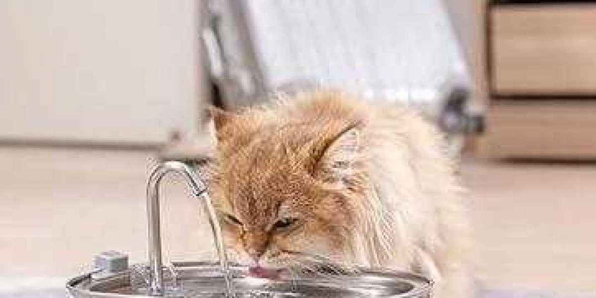 What Makes Pawtechpet Cat Water Fountain Essential for Health