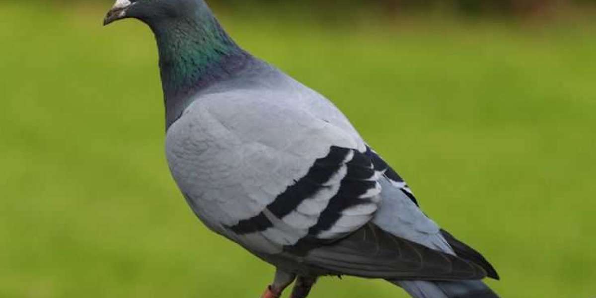 Keeping Rooftops Clean and Homes Safe with Effective Pigeon Control in Brooklyn