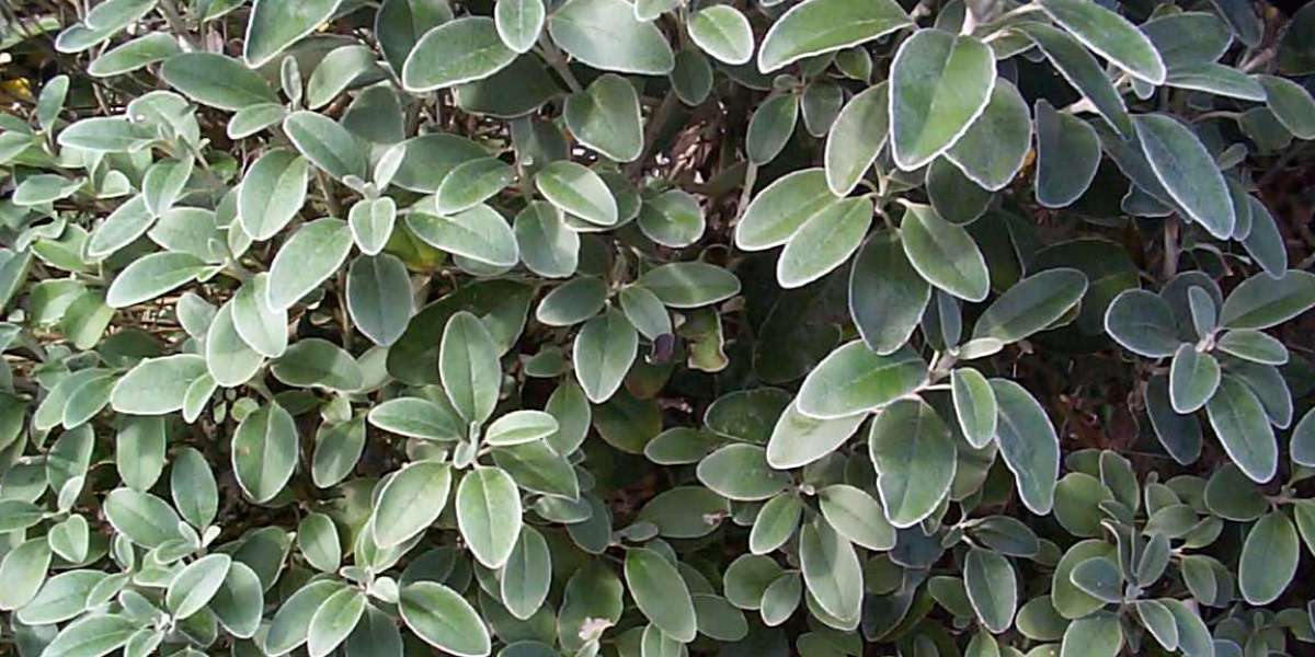 SkyCrown Casino Australia 2025 Bonuses, Games & Payments