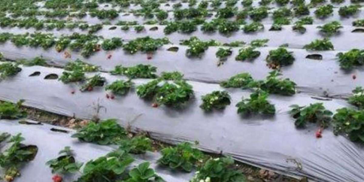 The Role of Mulch Film in Modern Sustainable Agriculture