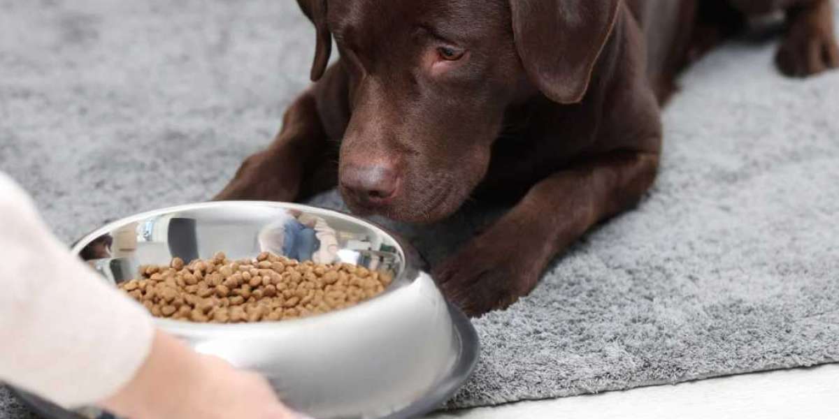 Healthy Living: Best Online Pet Nutrition Options in the UAE