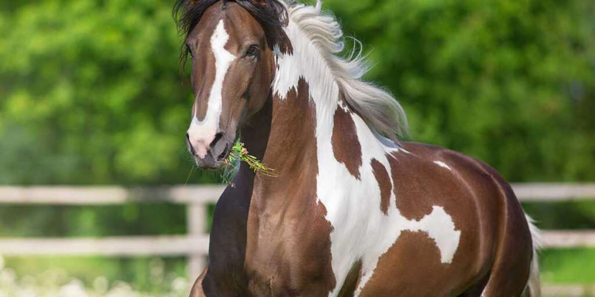 Playinhorse – Smart Sports Tracking for Fans