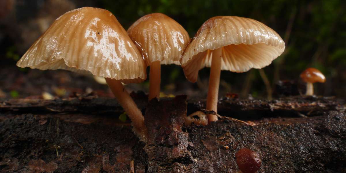 Benefits of Cordyceps Militaris: The Athlete's Mushroom and Nature's Energy Booster